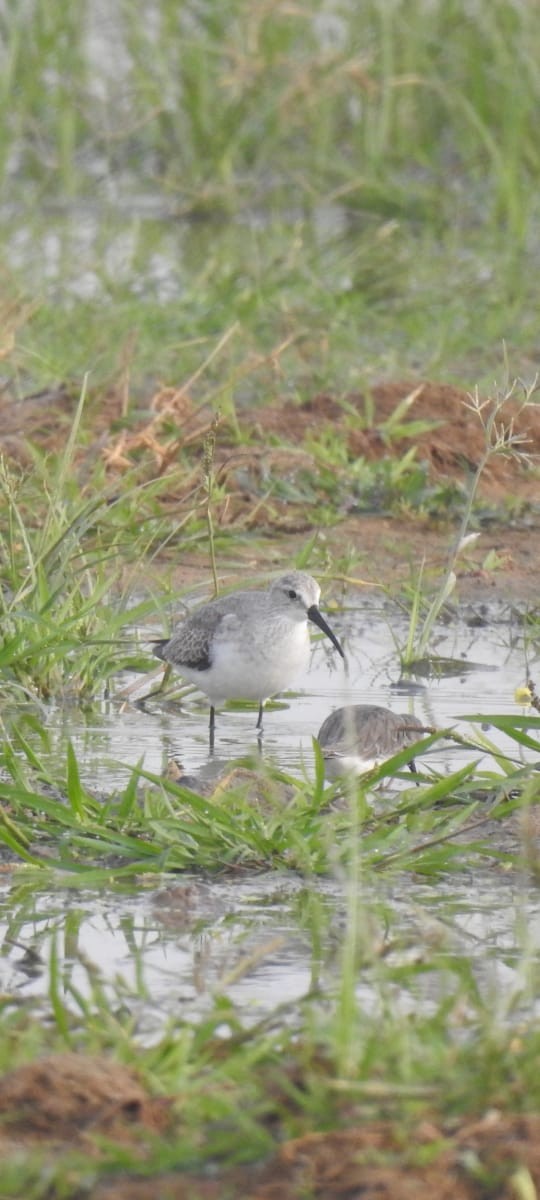 Sichelstrandläufer - ML610503893