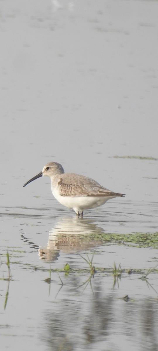 Curlew Sandpiper - Ranjeet Singh