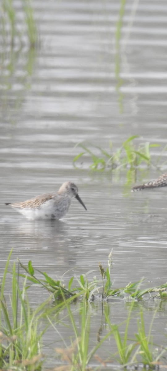 Dunlin - ML610503960