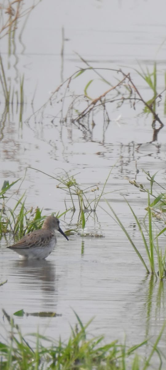 Dunlin - ML610503961