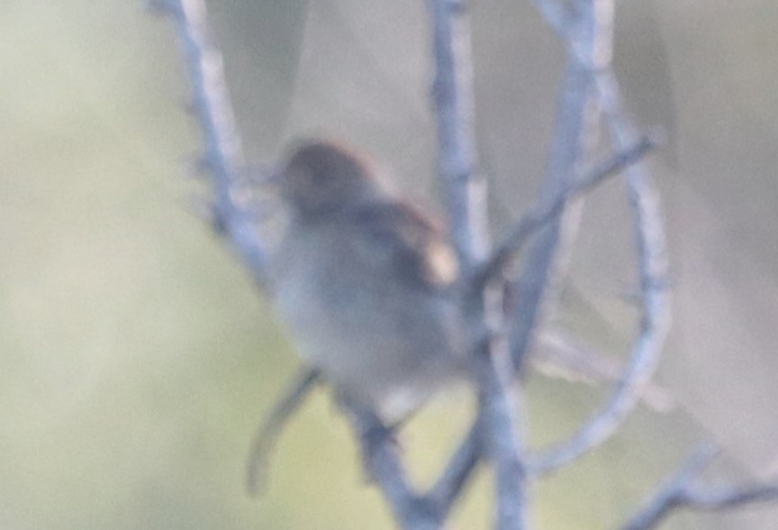 passerine sp. - ML610503978