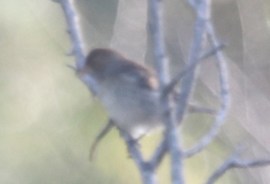 passerine sp. - ML610503979