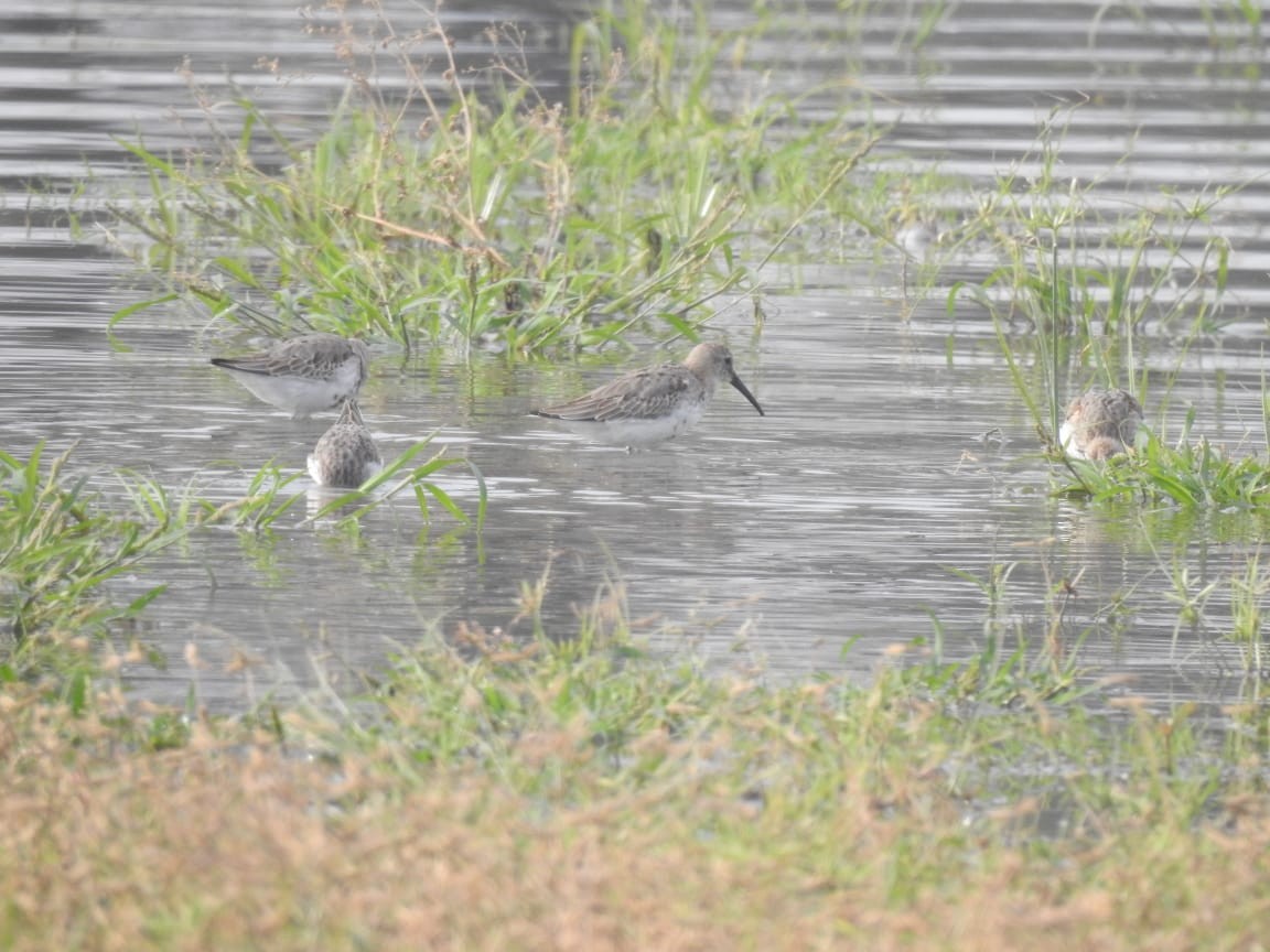 Dunlin - ML610504135