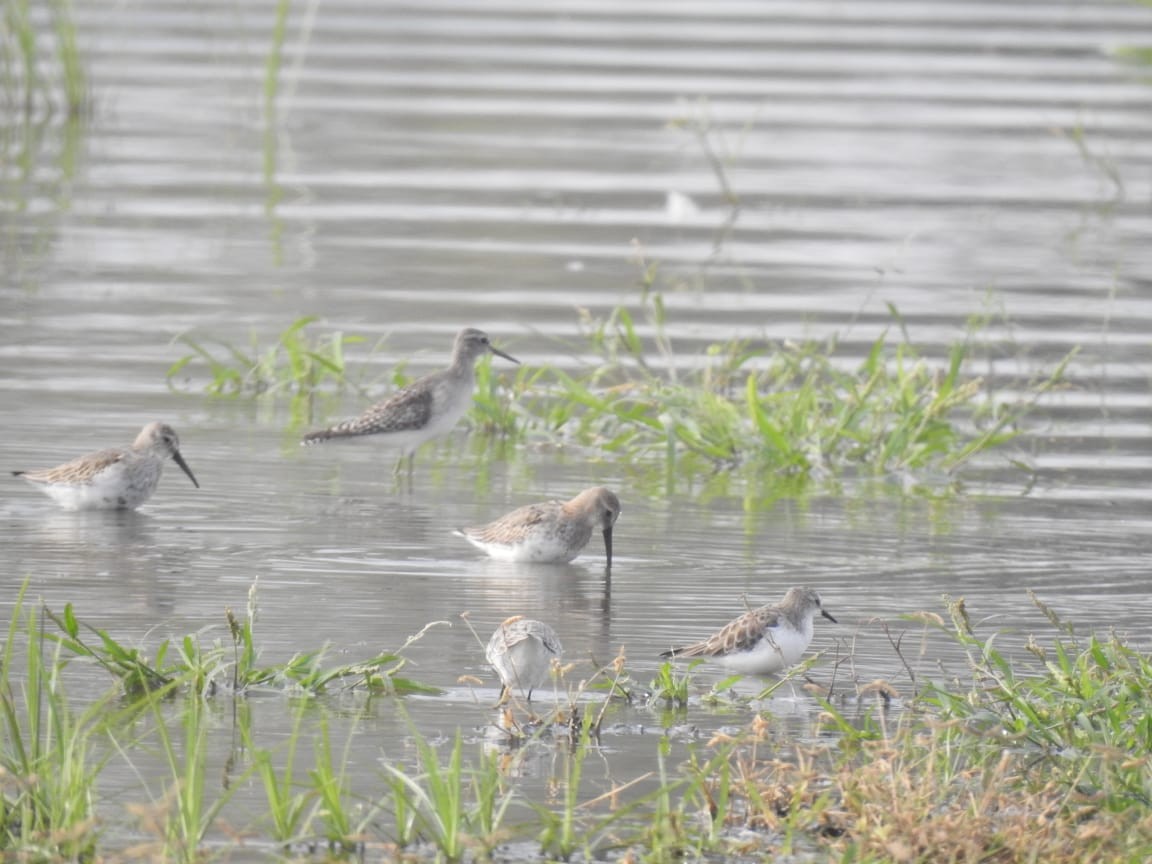 Dunlin - ML610504137