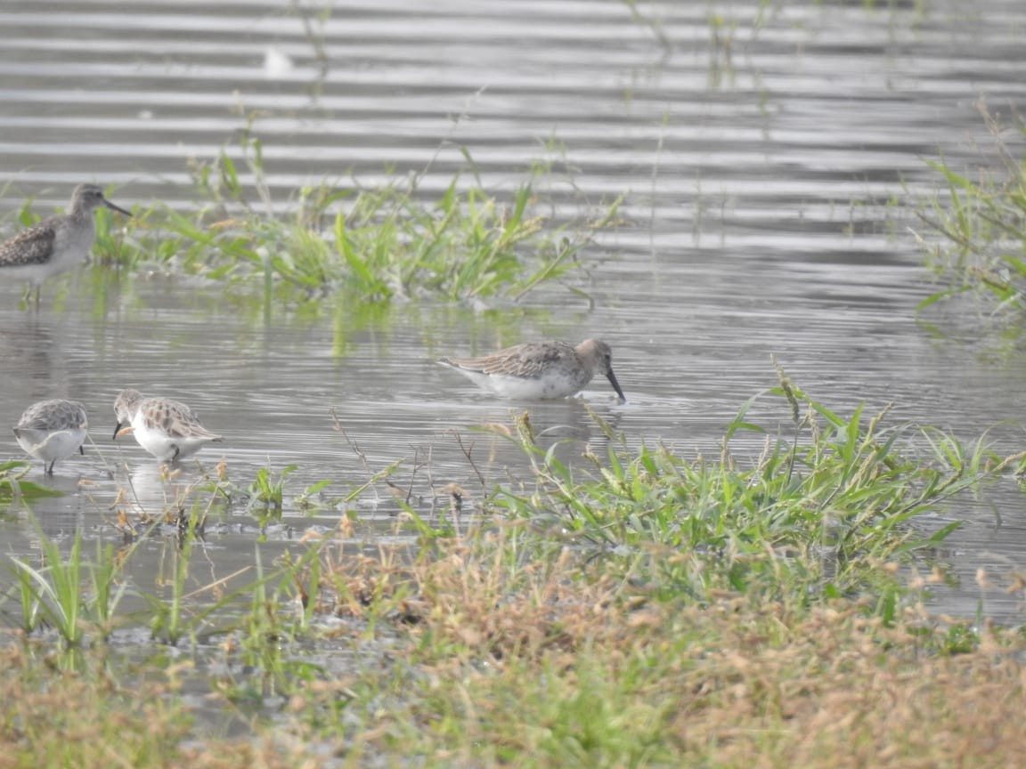 Dunlin - ML610504138