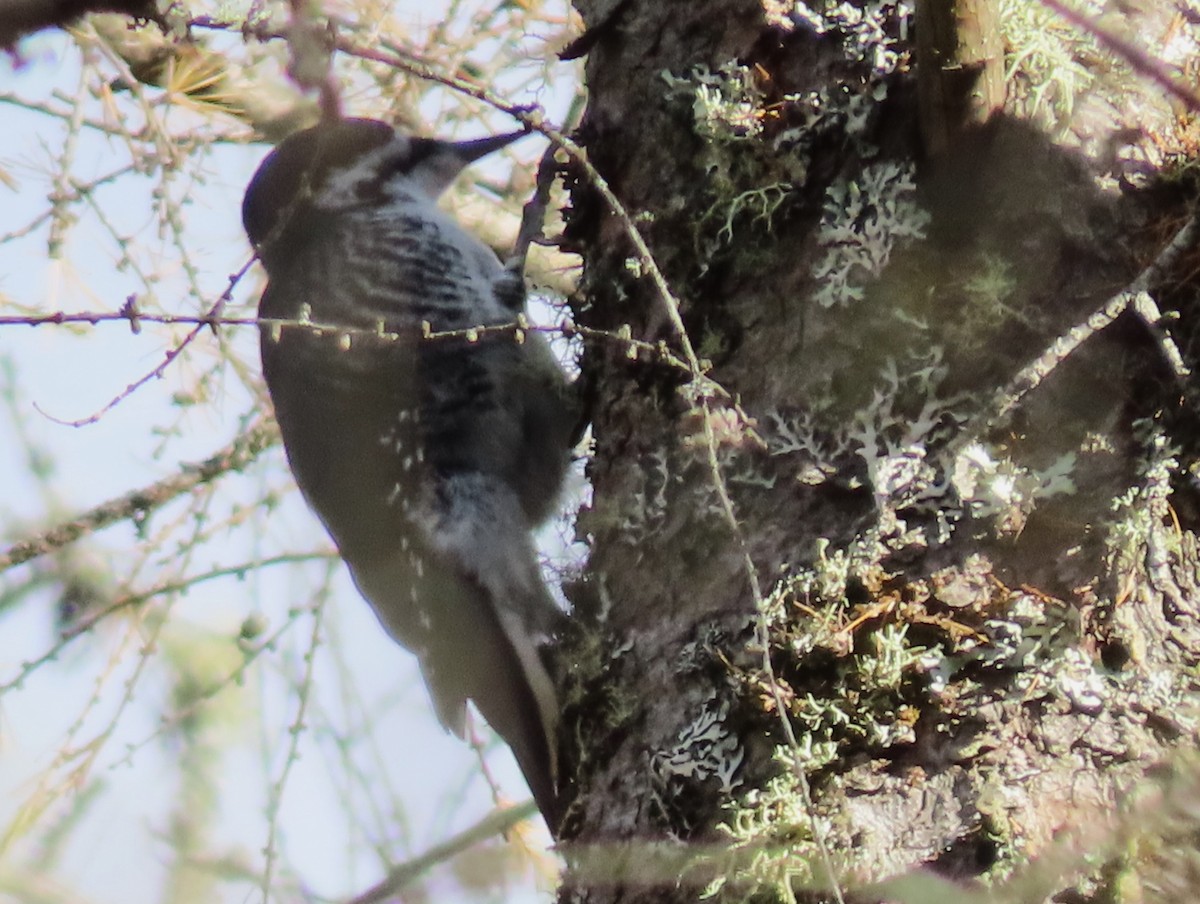 Black-backed Woodpecker - Kevin Topping