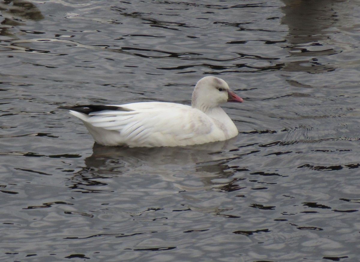 Ross's Goose - ML610504208