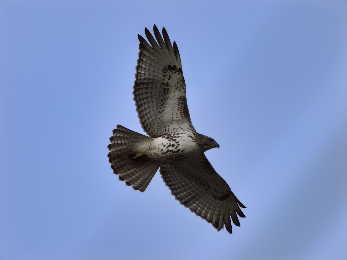 Red-tailed Hawk - ML610504222