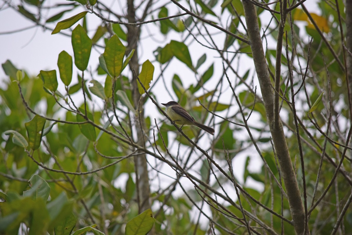 Sad Flycatcher - ML610504242