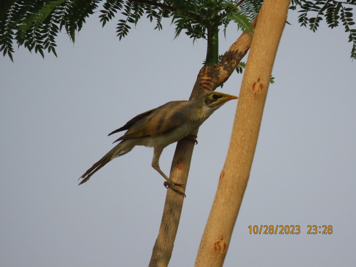 Yellow-throated Miner - ML610504283