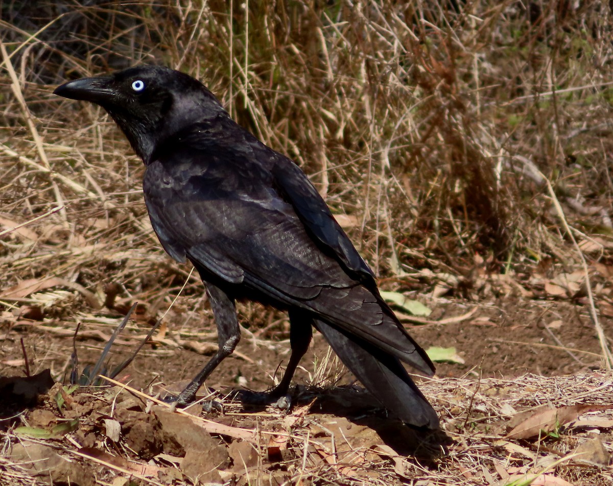 Torresian Crow - Paul Dobbie