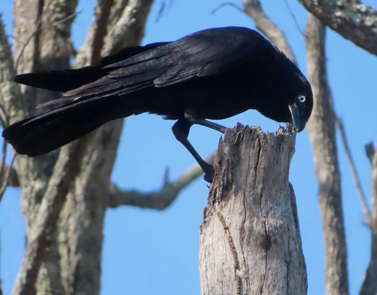 Corbeau de Torres - ML610504303