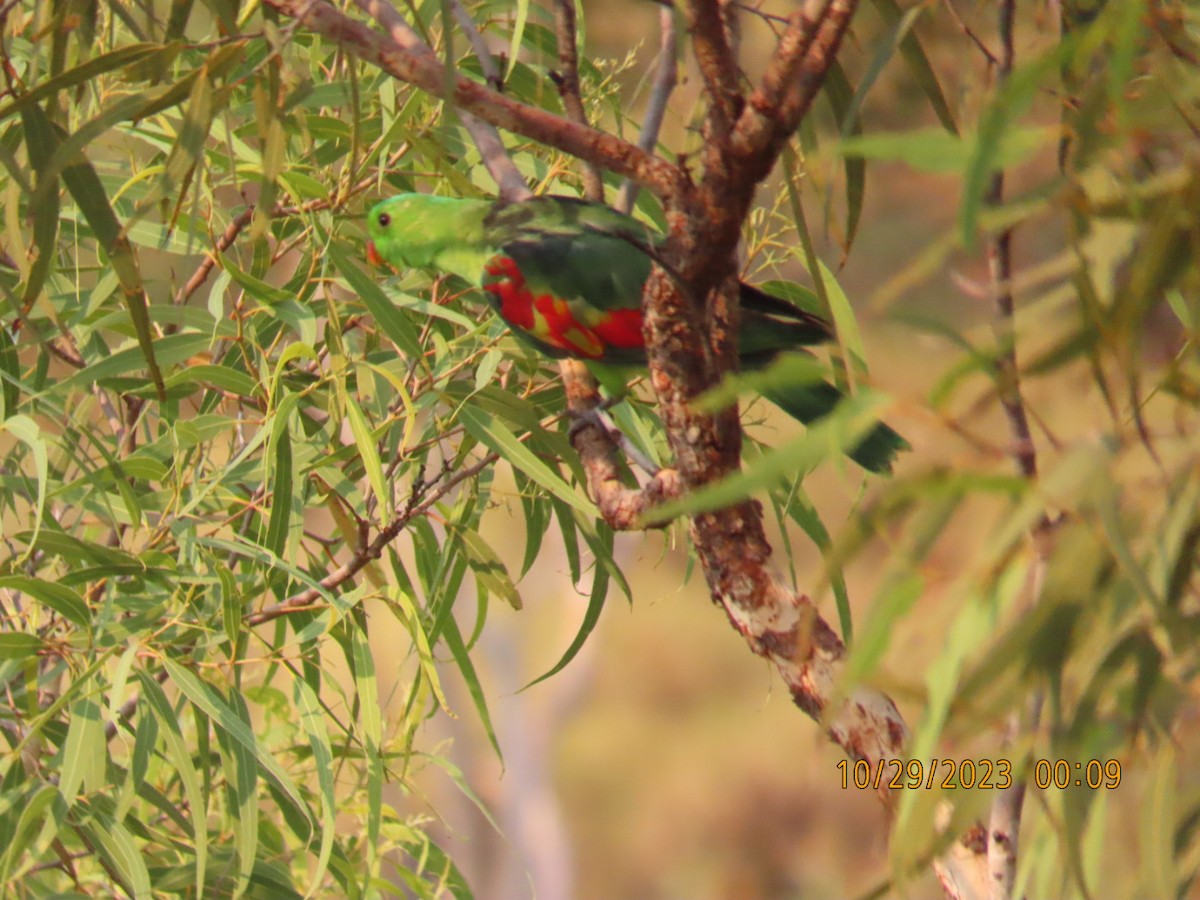 Папужець-червонокрил австралійський - ML610504304