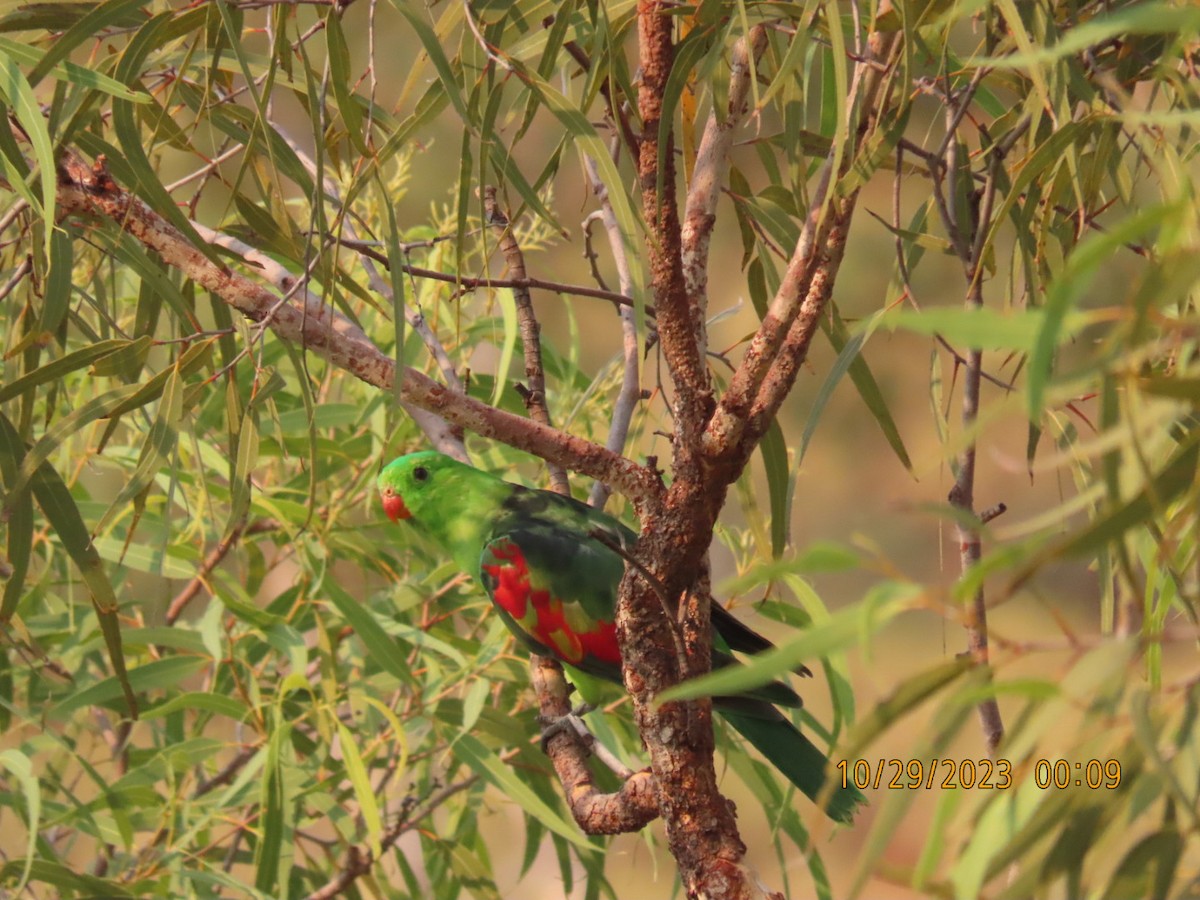 Red-winged Parrot - Kelly Coles