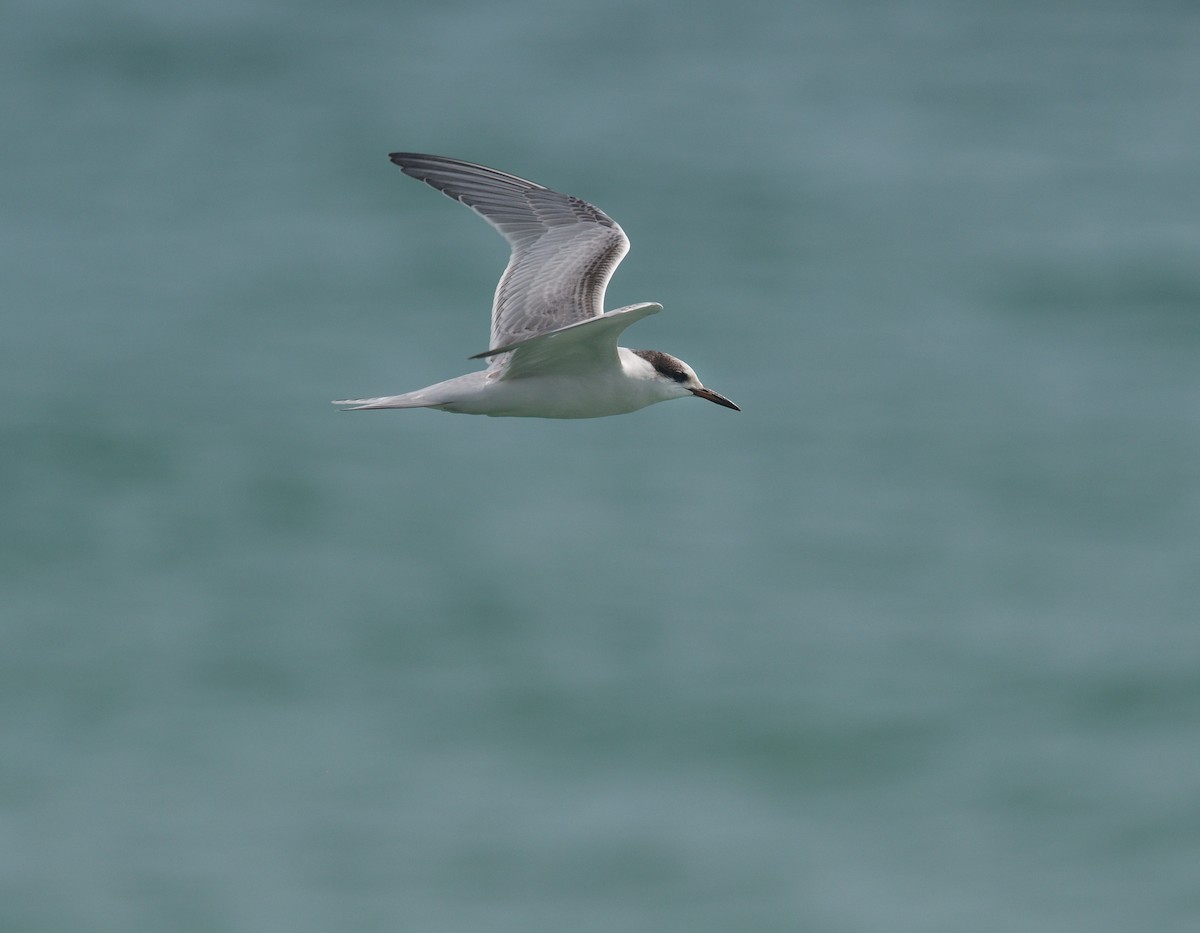 Common Tern - ML610504357