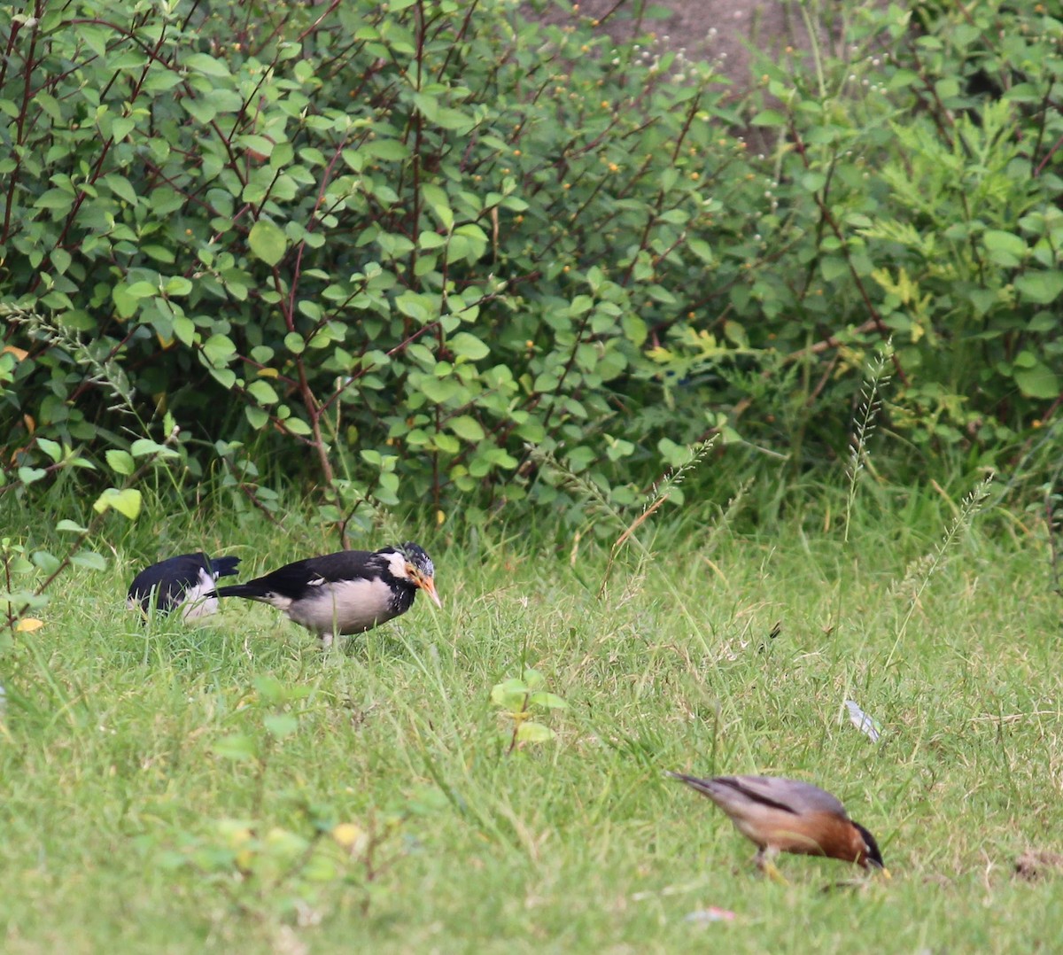 Indian Pied Starling - ML610504380