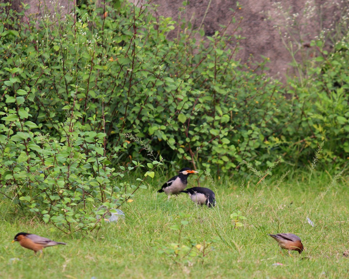 Indian Pied Starling - ML610504381