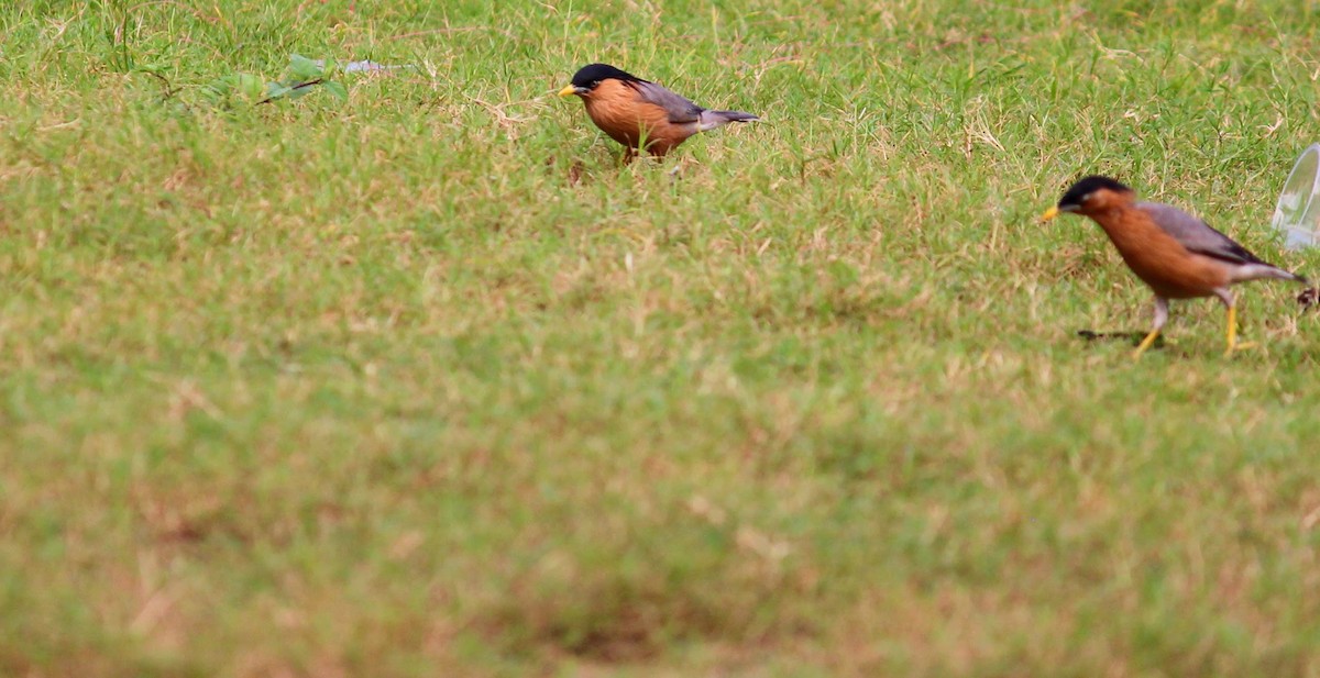 Brahminy Starling - ML610504392