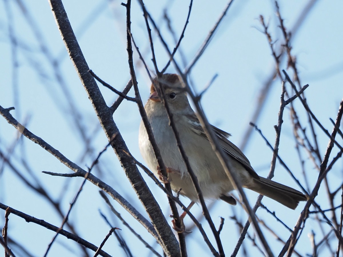 White-crowned Sparrow - ML610504405