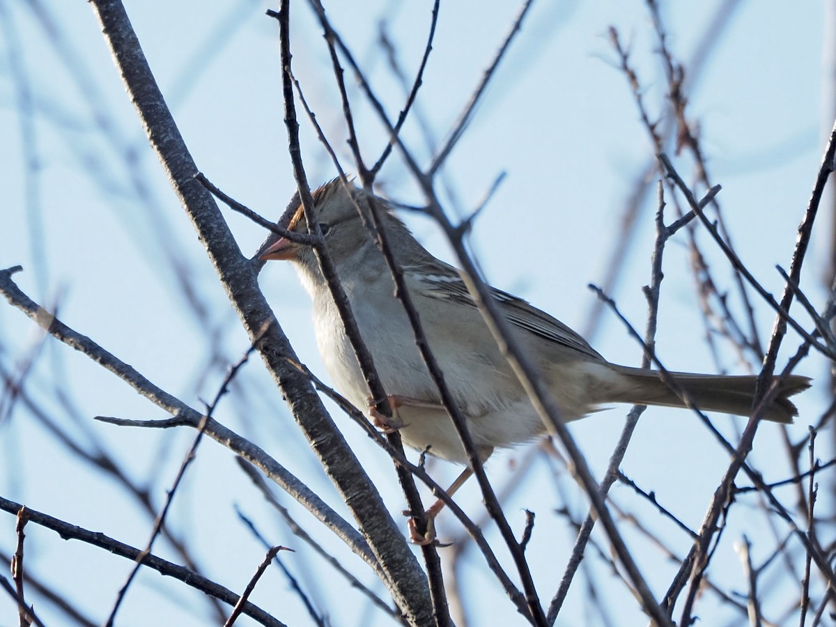 White-crowned Sparrow - Angela MacDonald
