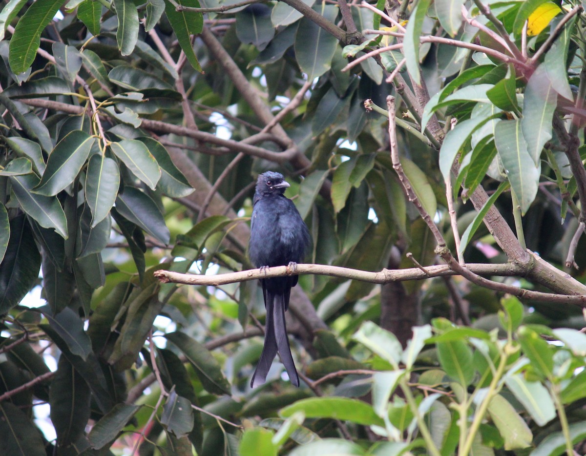 Black Drongo - ML610504434