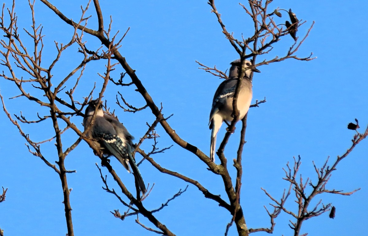 Blue Jay - Anne Mytych