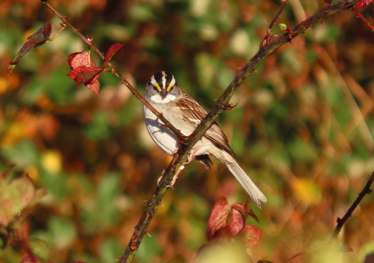 White-throated Sparrow - ML610504509