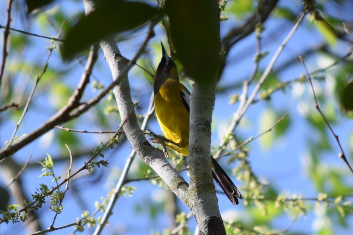 Jamaican Oriole - ML610504511