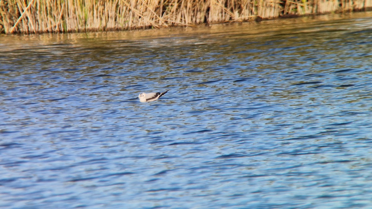 Little Gull - Tomas Tedla