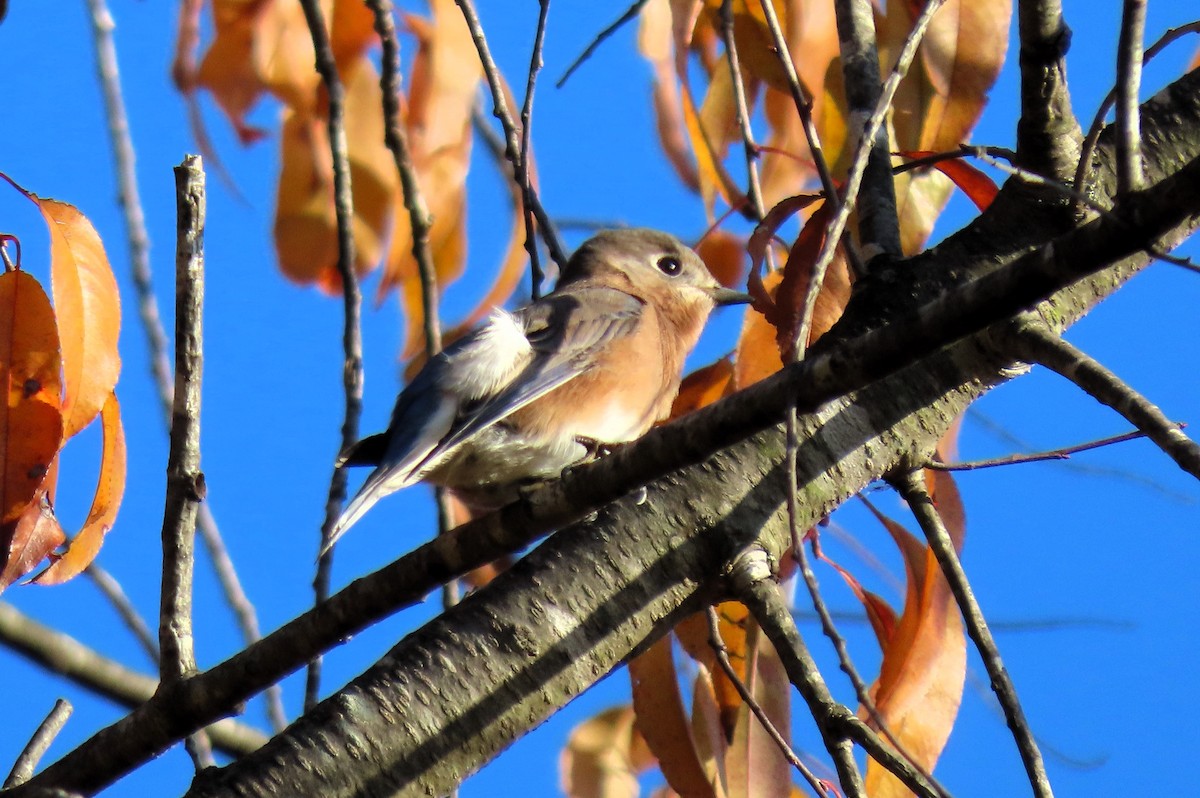 Eastern Bluebird - Anne Mytych