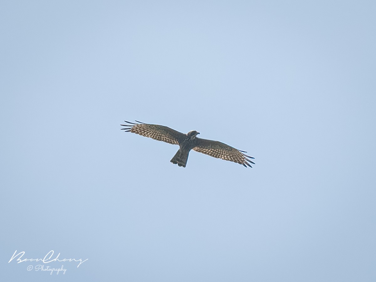 Gray-faced Buzzard - ML610504547