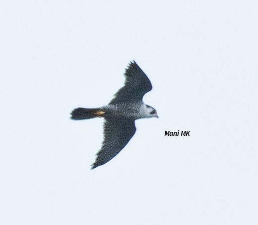 Peregrine Falcon - ML610504557