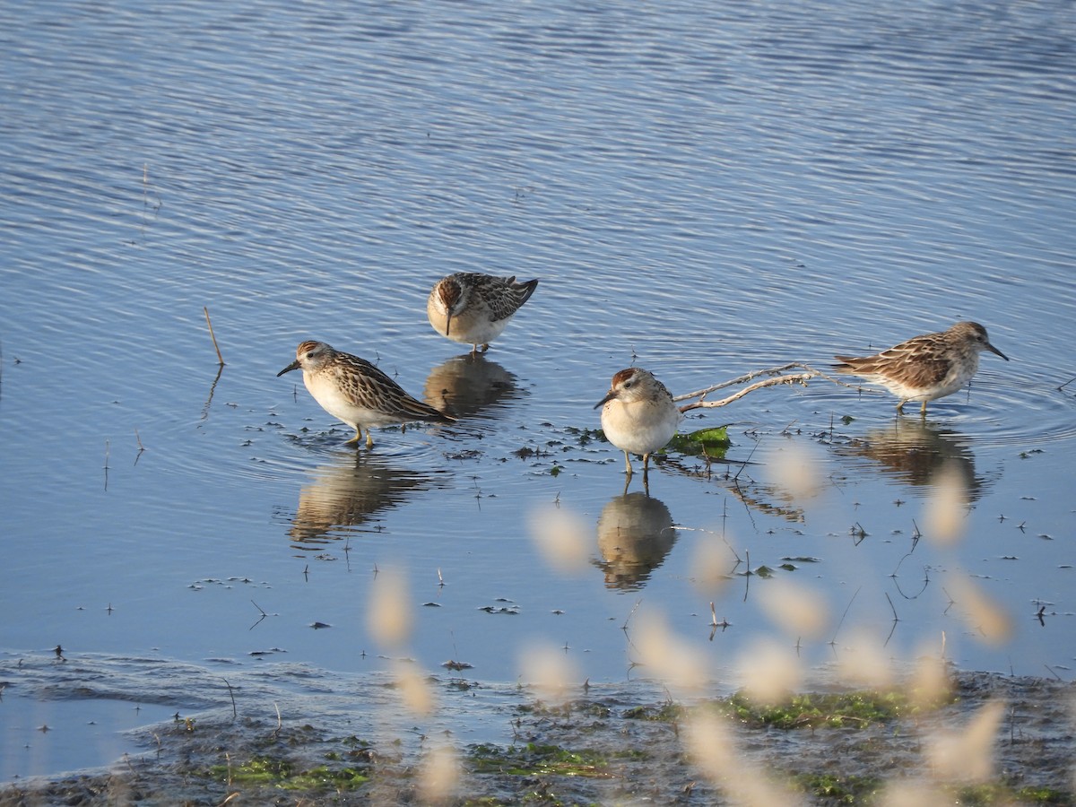 Sharp-tailed Sandpiper - ML610504620