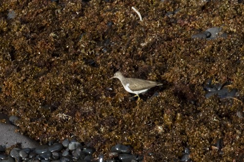 Spotted Sandpiper - ML610504625