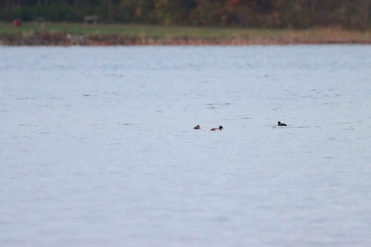 Greater Scaup - ML610504628
