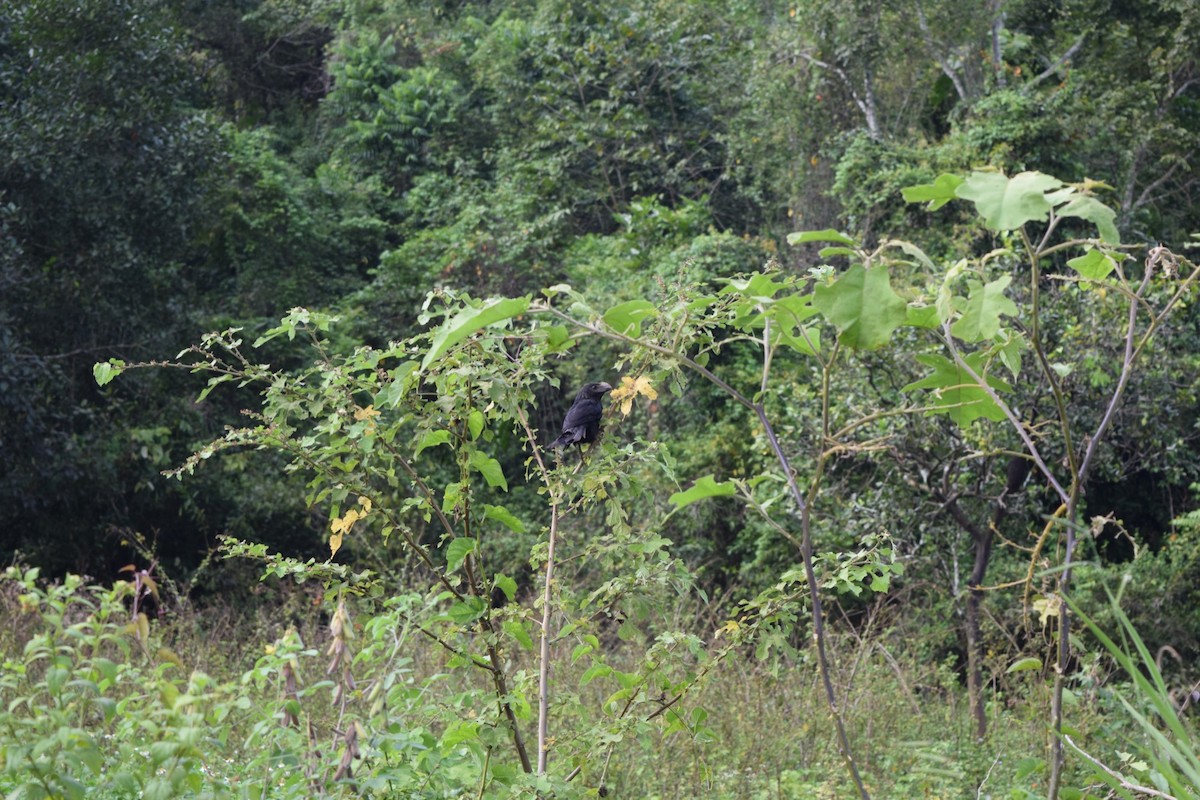 Smooth-billed Ani - ML610504635