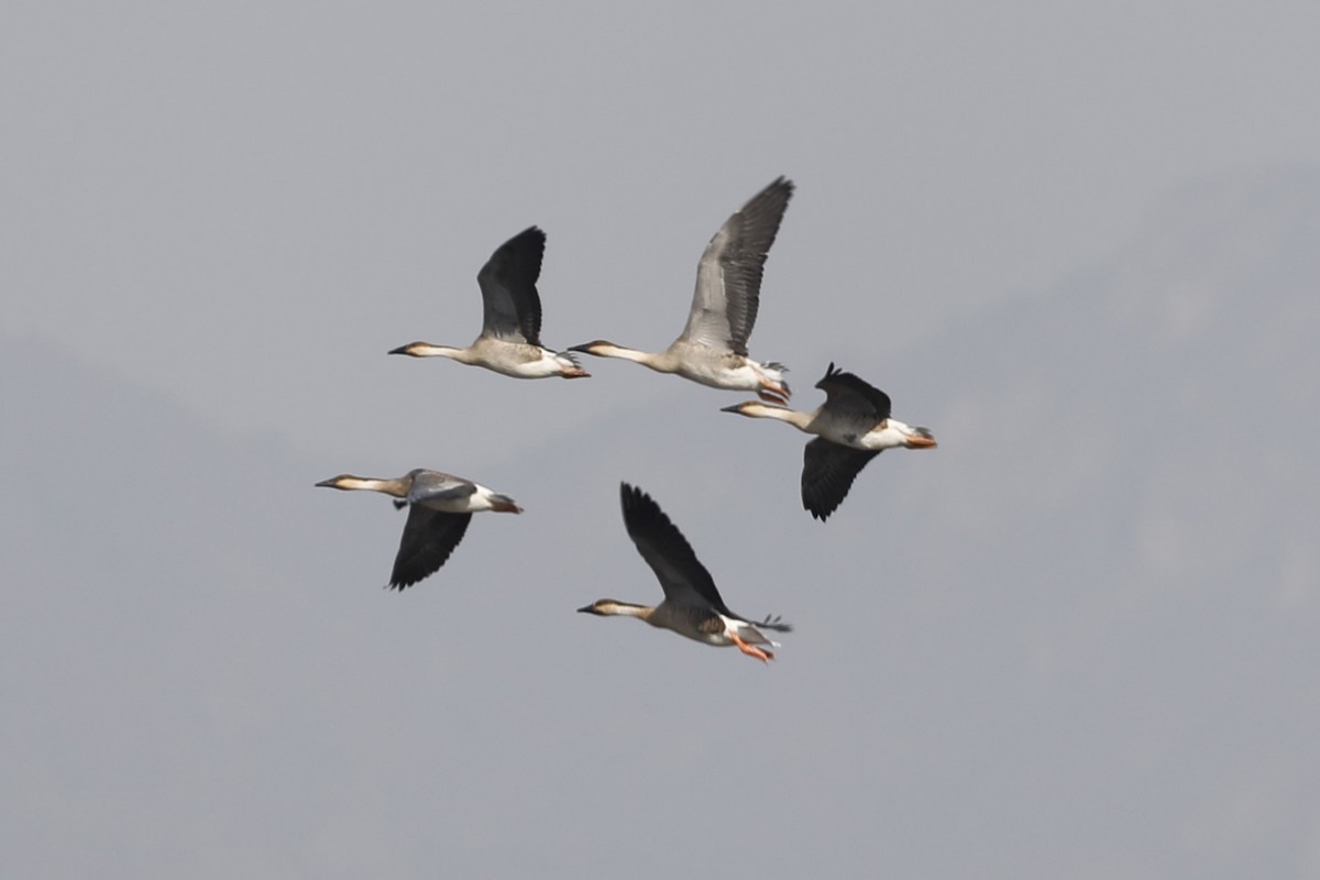 Swan Goose - Starlit Chen