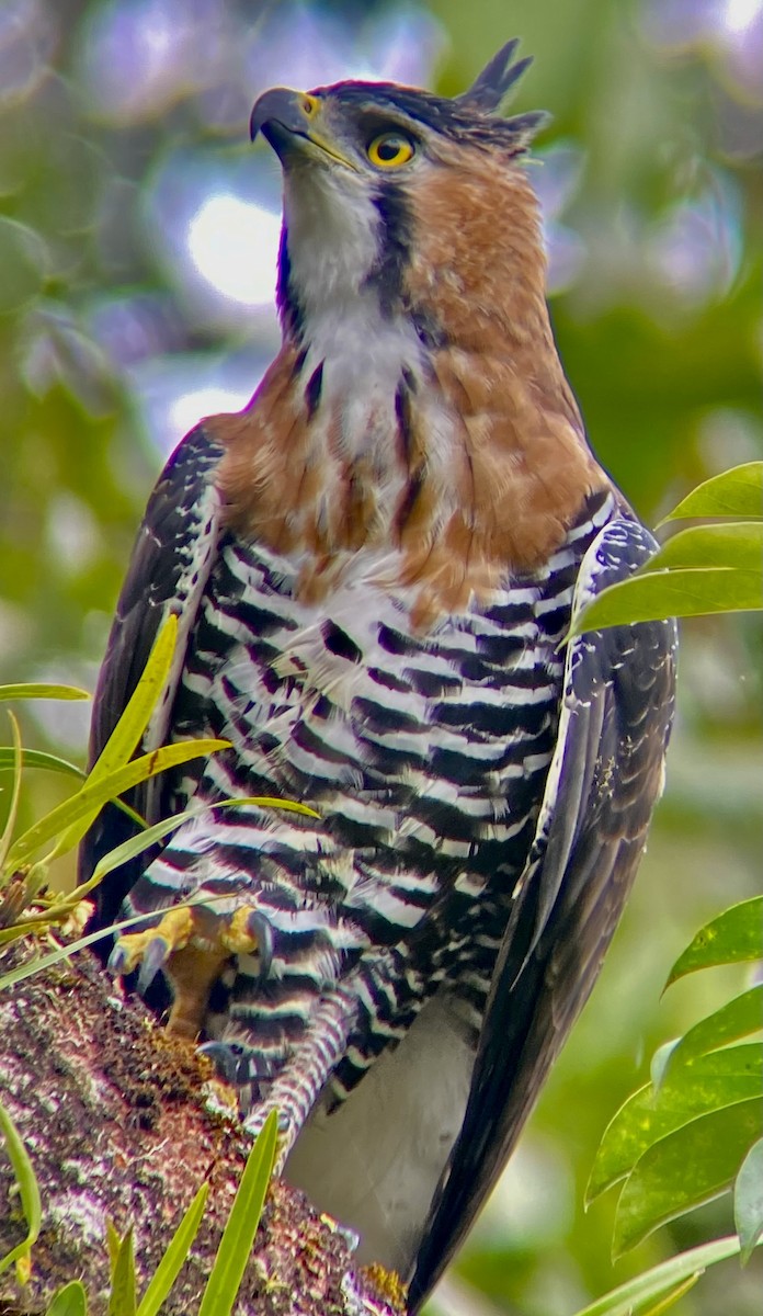 Ornate Hawk-Eagle - Raúl Obregón