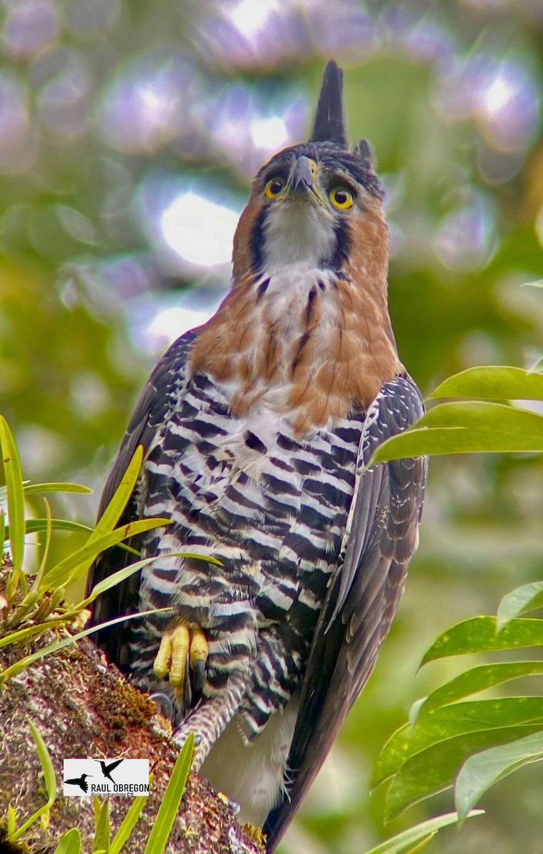 Ornate Hawk-Eagle - Raúl Obregón
