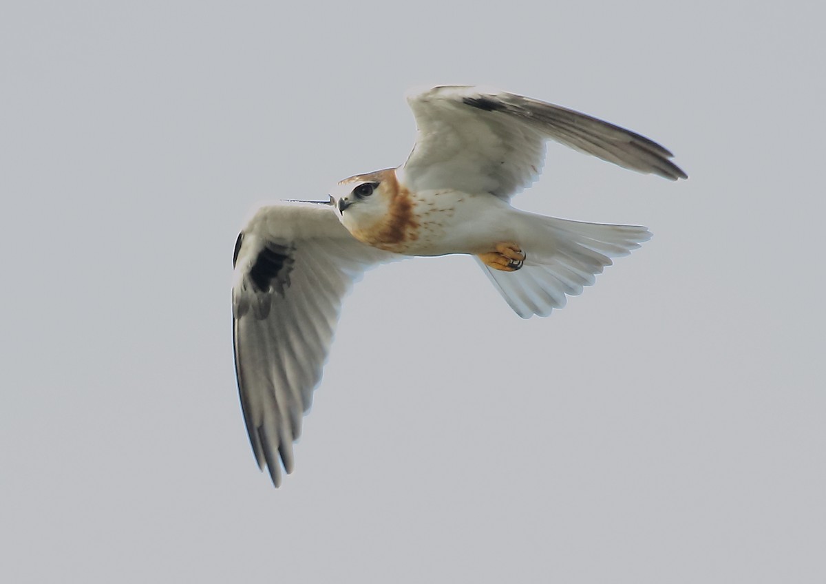 Black-shouldered Kite - ML61050471