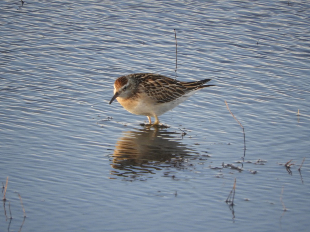 Sharp-tailed Sandpiper - ML610504722