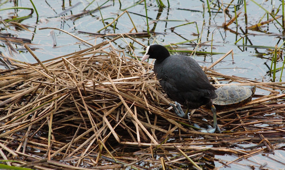 Eurasian Coot - ML610504765