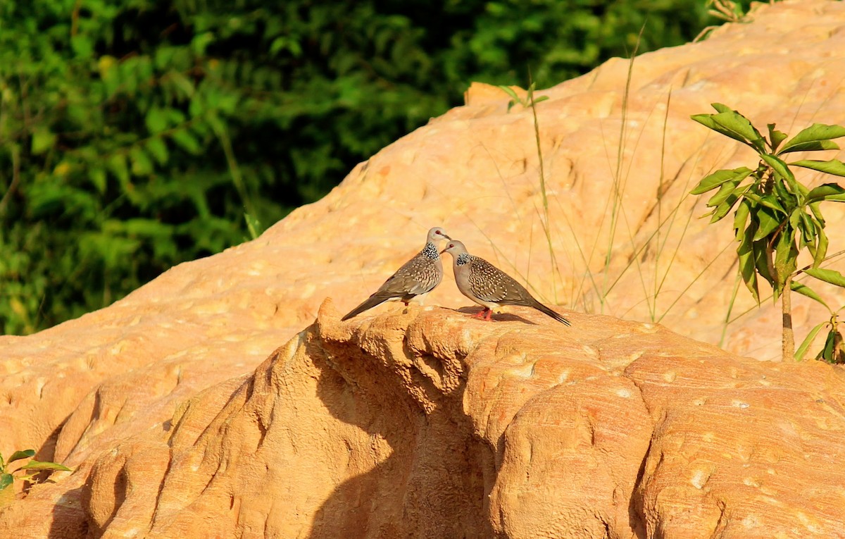 Spotted Dove - ML610504811