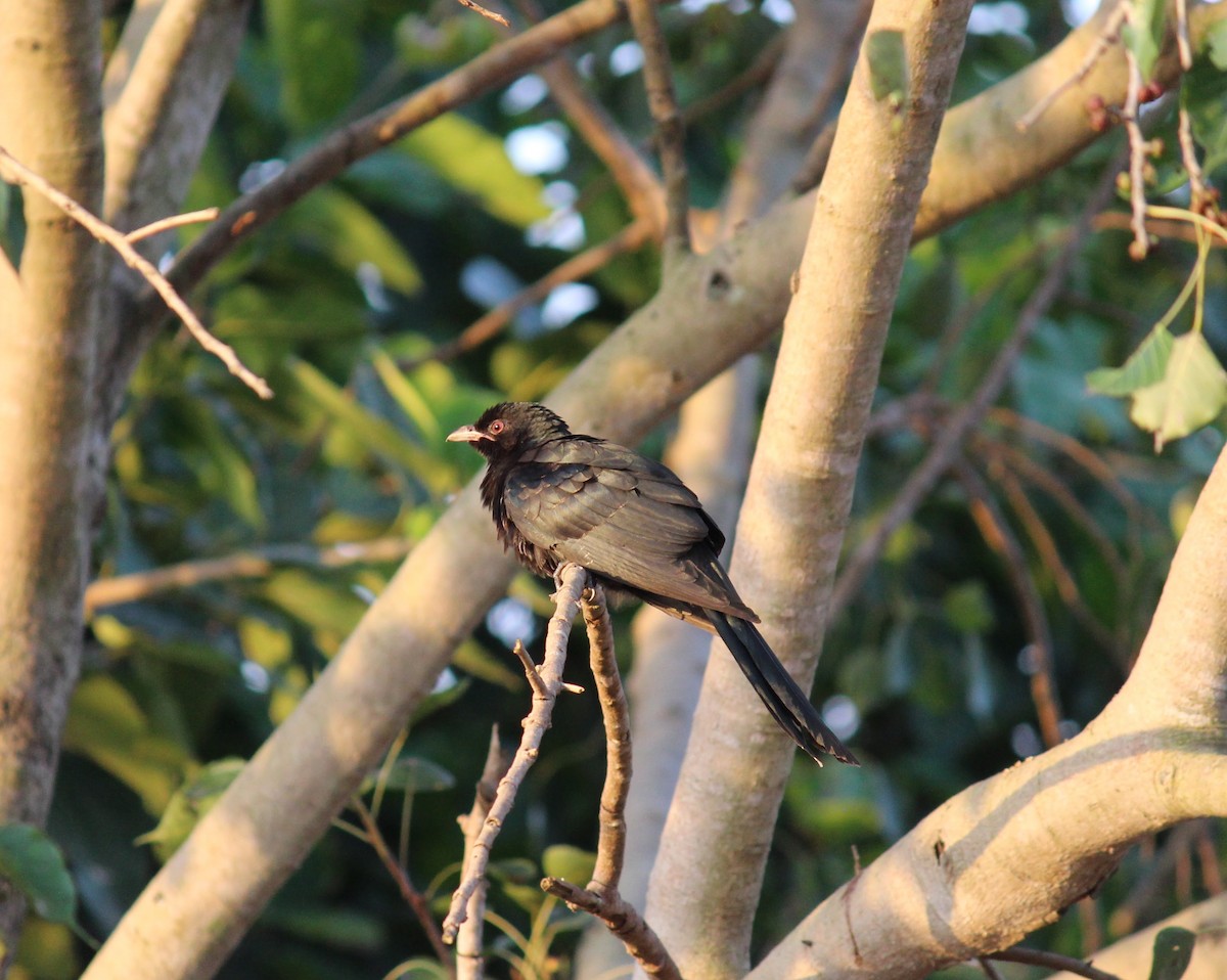 Asian Koel - ML610504815