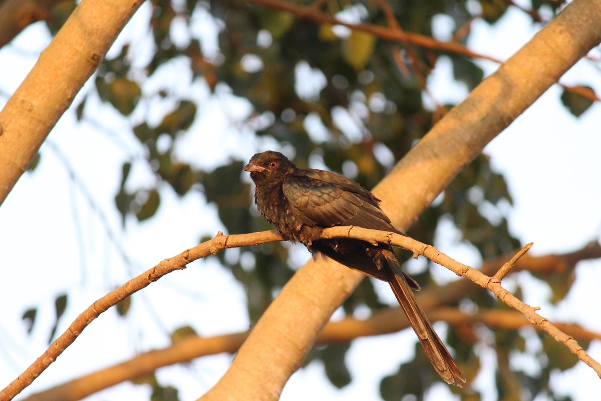 Asian Koel - ML610504816