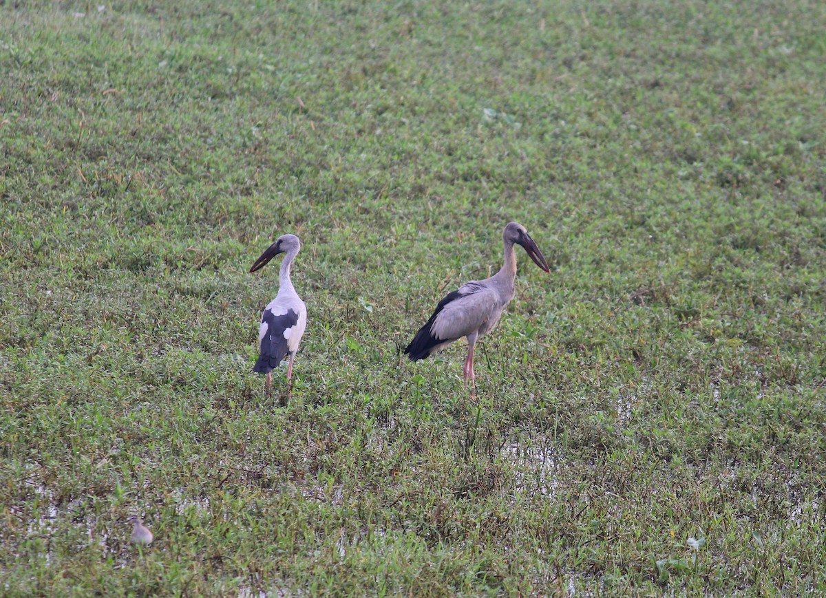 Asian Openbill - ML610504824