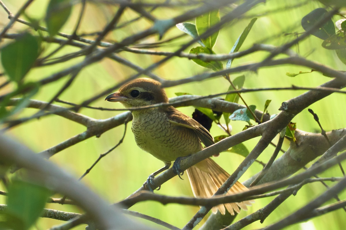 Brown Shrike - ML610504853