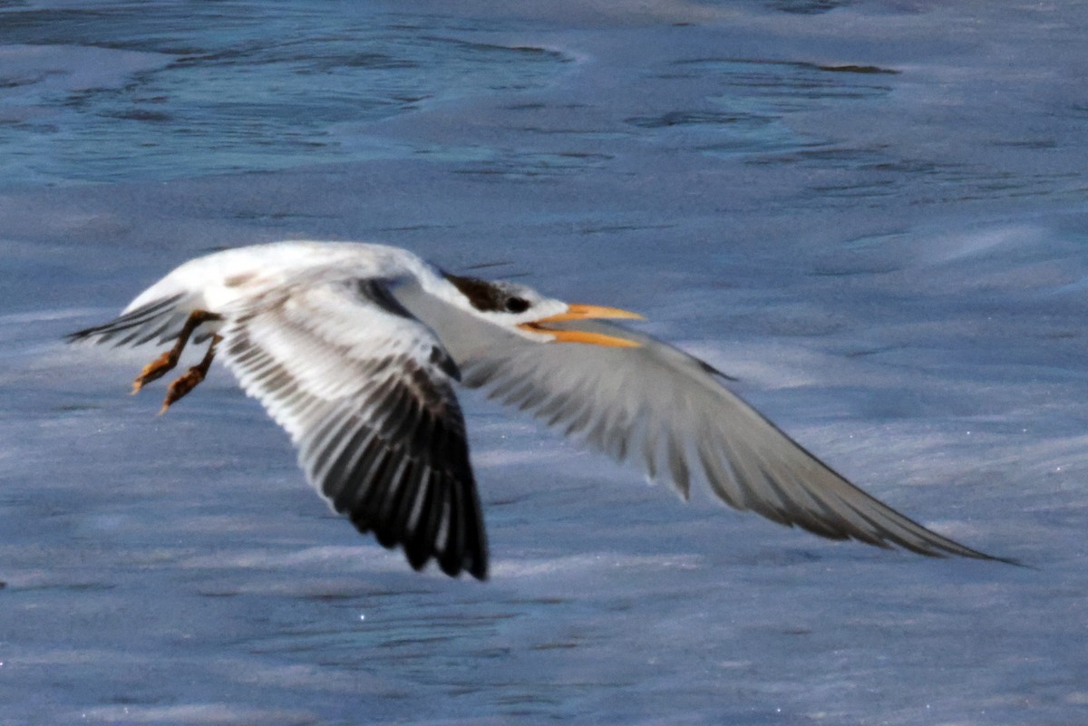 Royal Tern - Vern Bothwell