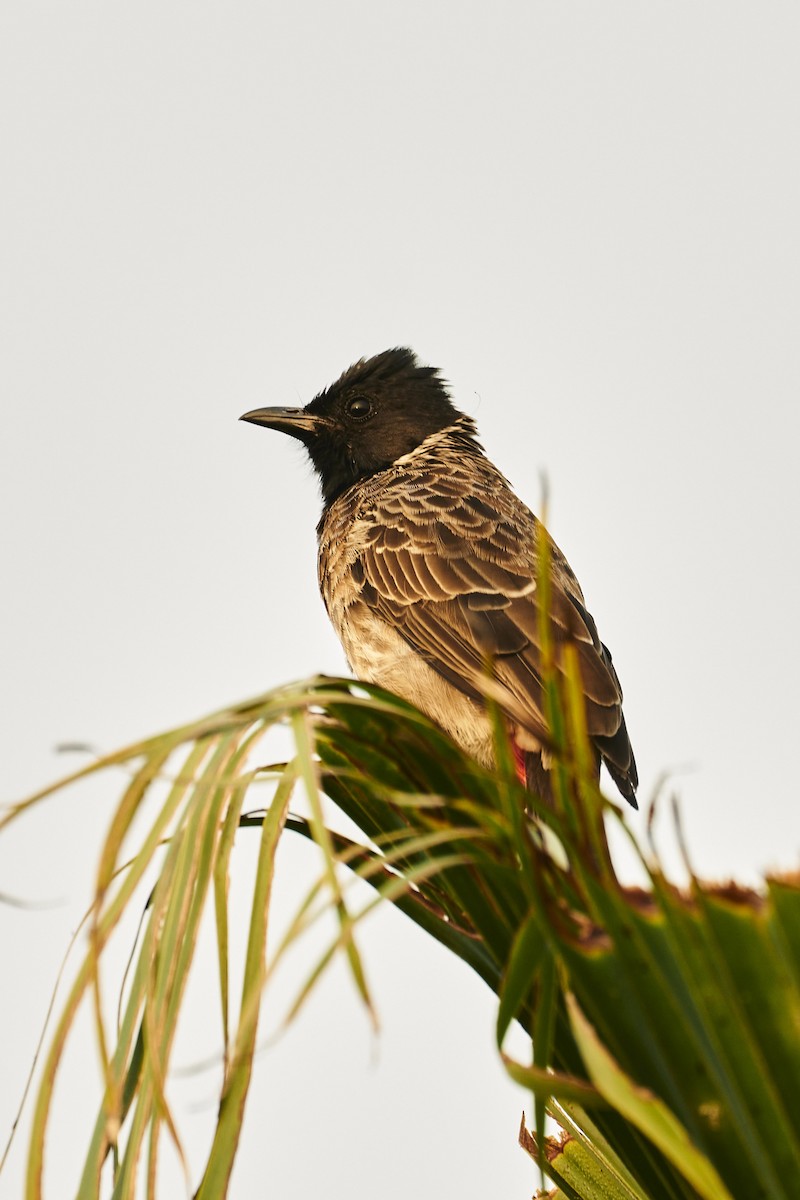 Bulbul à ventre rouge - ML610504871