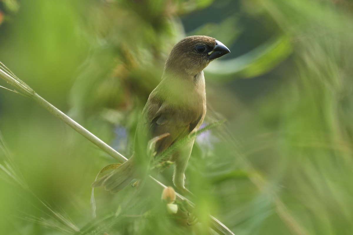 Tricolored Munia - ML610504885